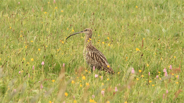ein Vogel, der auf einem grasbedeckten Feld steht